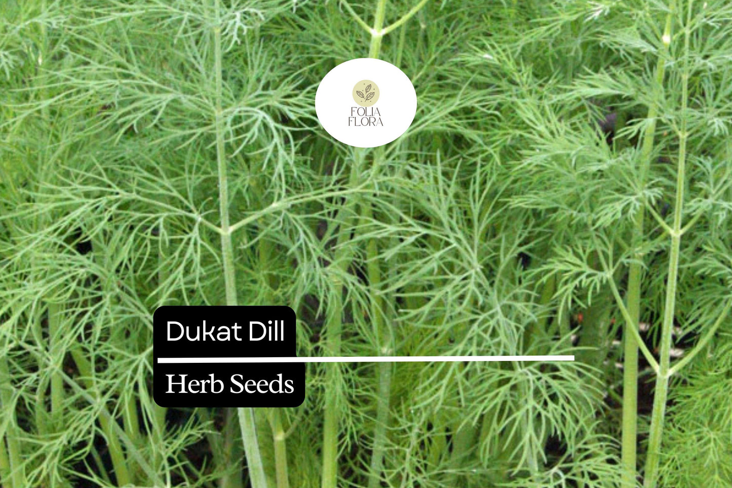 500 Seeds Dukat Dill (Anethum graveolens) – Aromatic Herb for Culinary and Garden Use