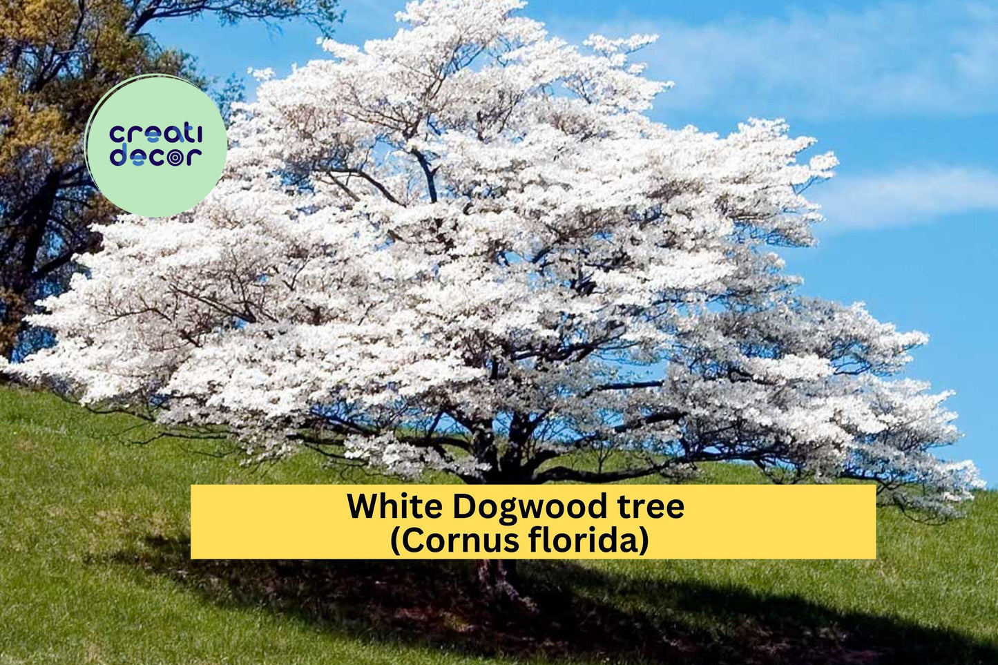 White Dogwood Tree | Cornus florida Live Bare Root Starter | 12–24 Inch Ornamental Flowering Tree for Garden or Landscape