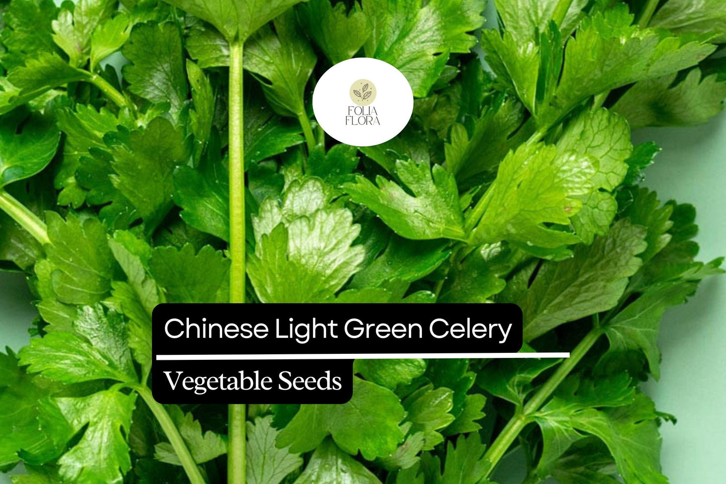 500 Seeds Chinese Light Green Celery, Heirloom Crisp Celery, Mild and Tender Stalks