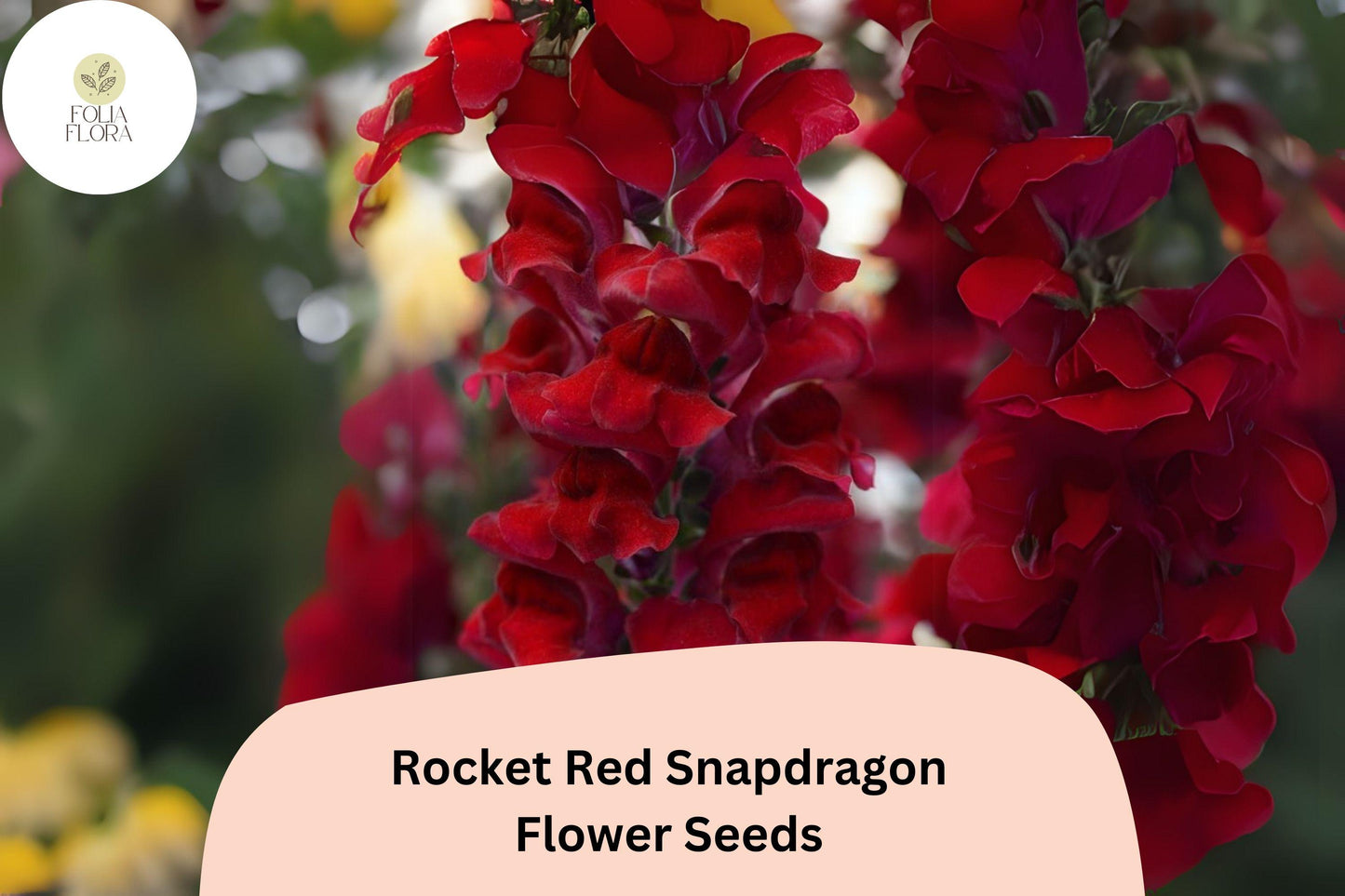 Antirrhinum majus Rocket Red Snapdragon Seeds – 1000+ Bold Red Blooms for Garden & Cut Flowers