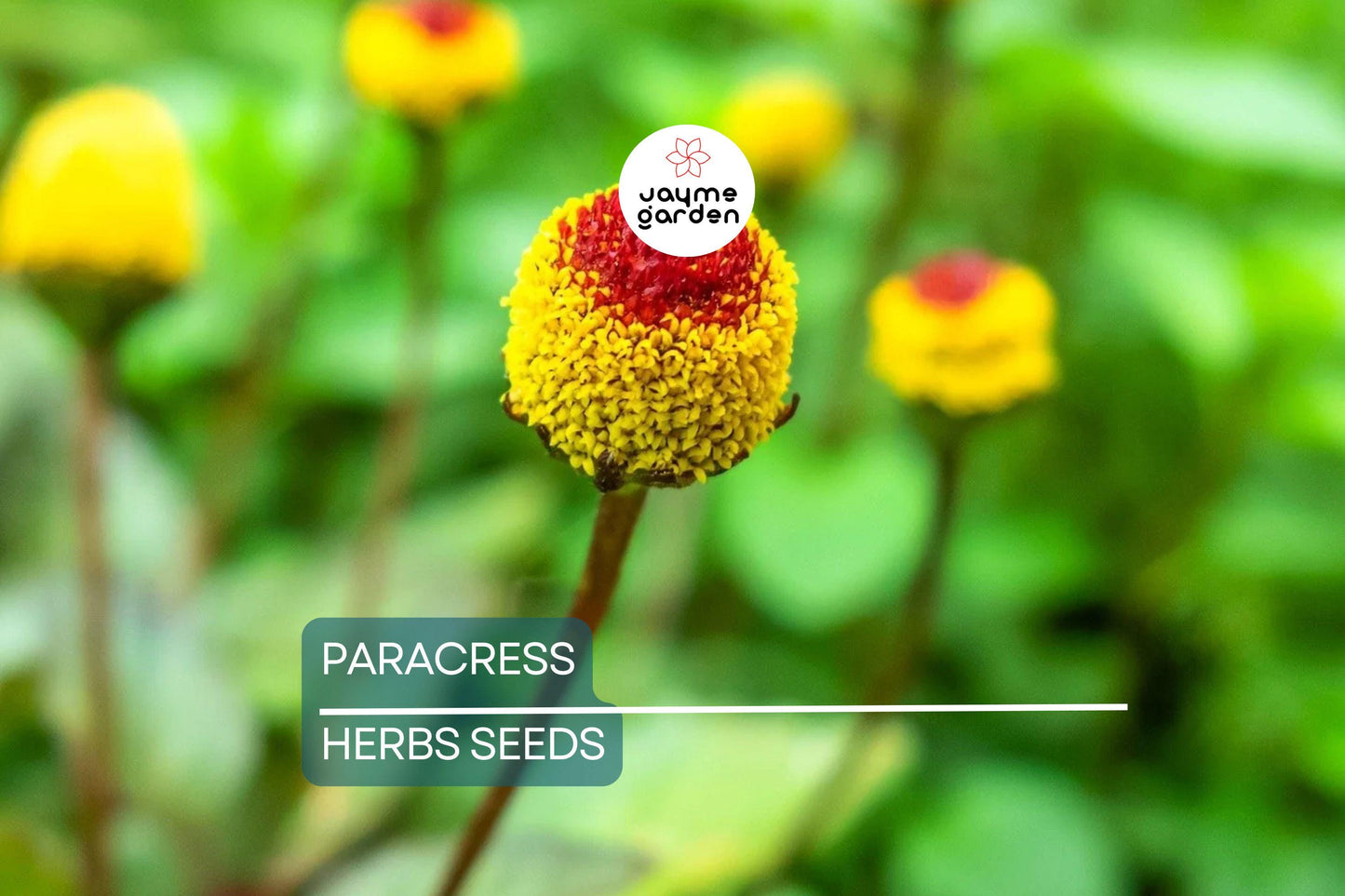 100 Paracress Seeds - Medicinal Herb - Toothache Plant (Spilanthes oleracea) - Buzz Buttons