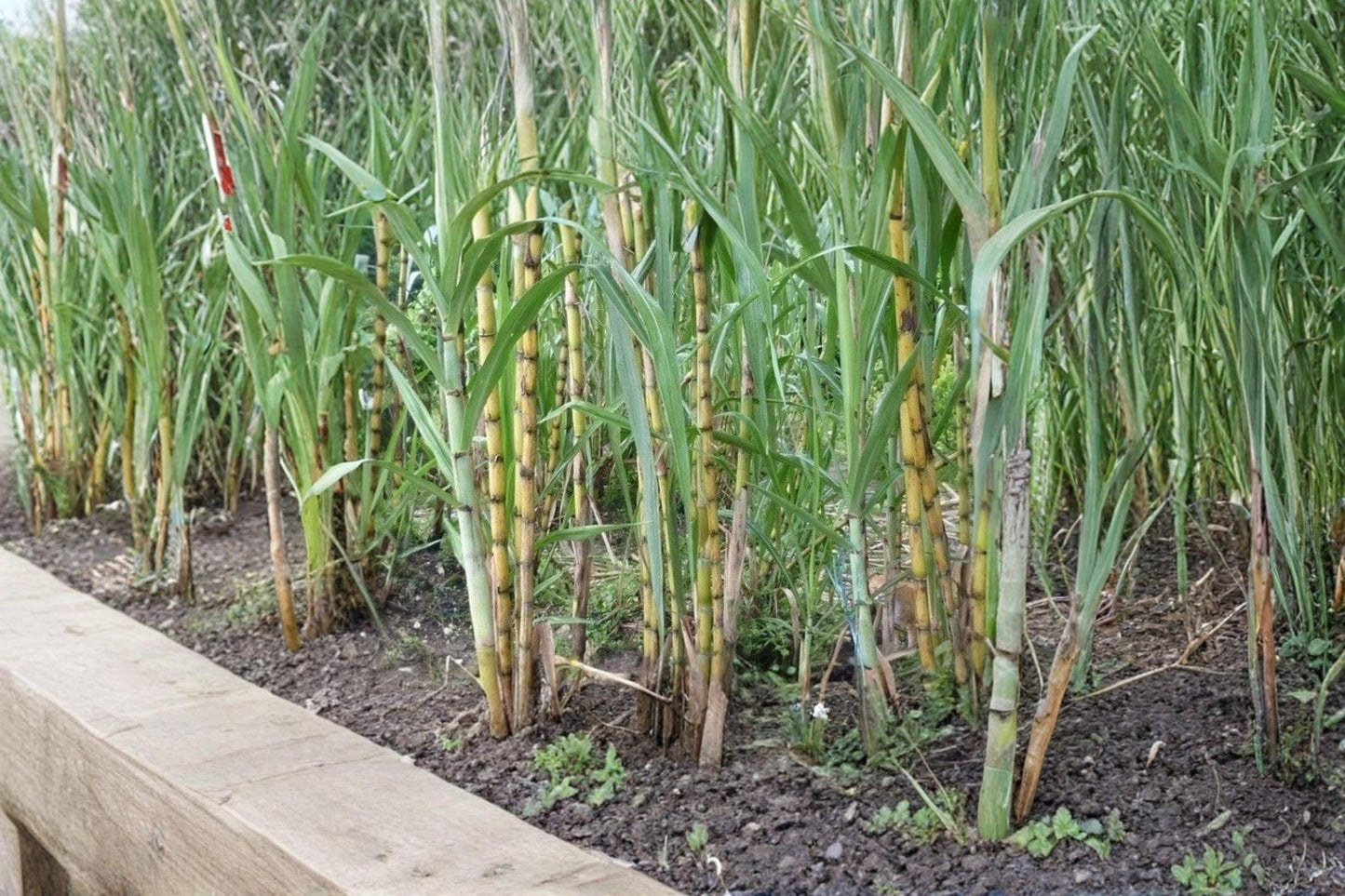 Sugarcane 5 Rooted Cuttings 2" (Saccharum officinarum) Tropical Live Plant
