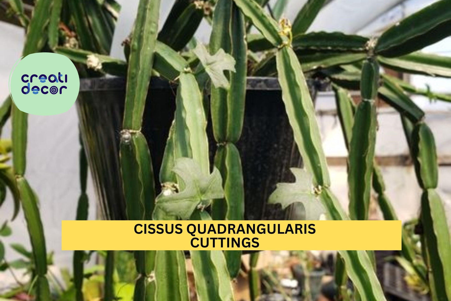 4 Veldt Grape Cuttings | Cissus Quadrangularis 12" Starter | Cucumber Cactus Air Plant | Easy Grow Succulent Vine | USA Seller
