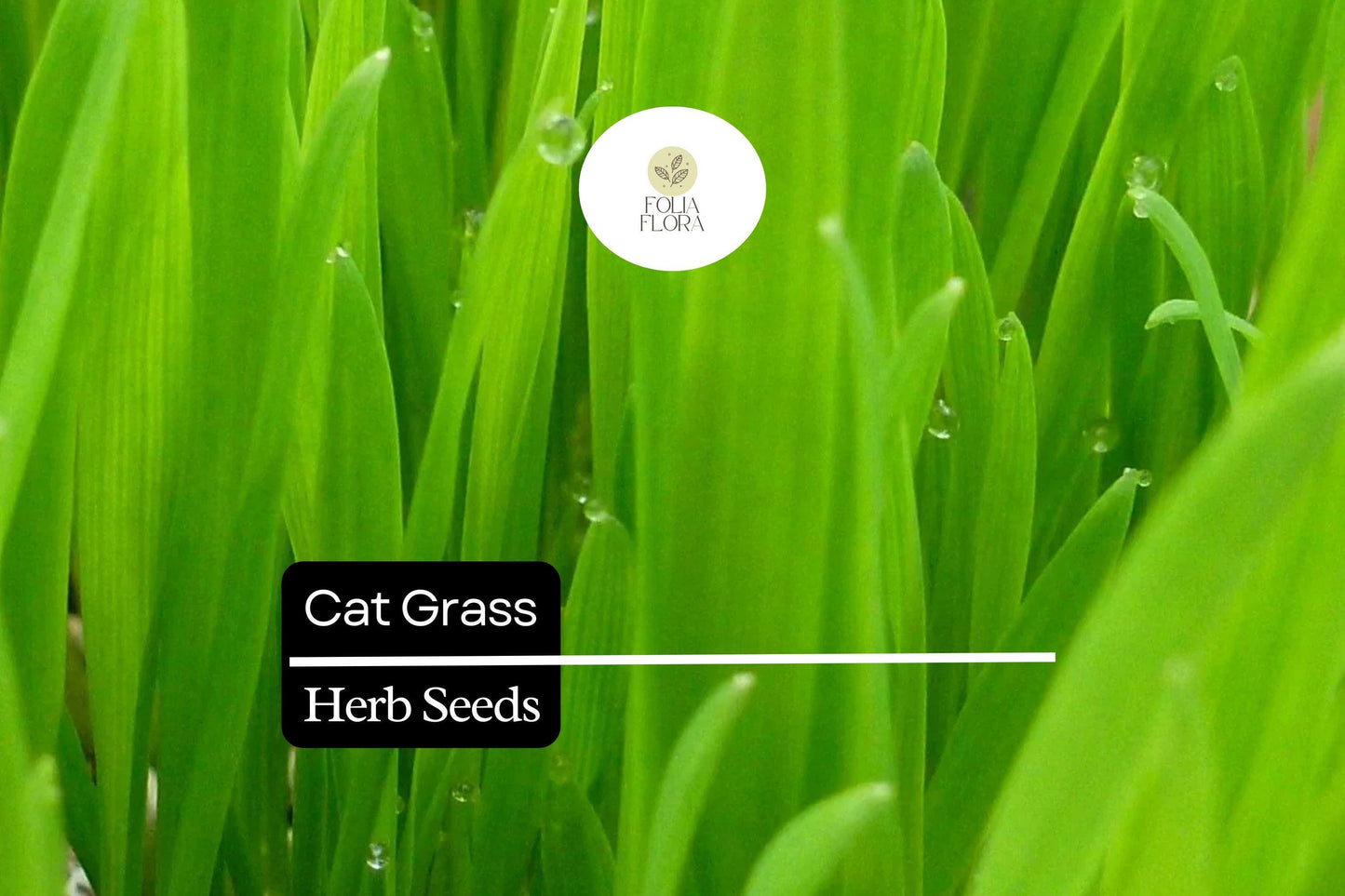 50 Seeds Cat Grass (Agropyron Cristatum) – Safe Grass for Cats to Chew and Digest