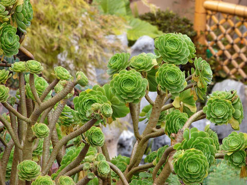 10 Aeonium Succulent Cuttings | 3β+ Large Rosettes | Live Unrooted Plants | Easy to Propagate | Rare Varieties | Drought-Tolerant