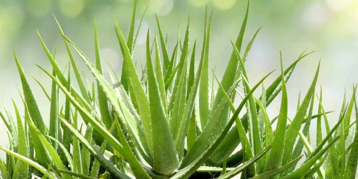 2 Aloe Vera Plants – Live Organic Barbadensis Miller Bare Root 8–12” | Medicinal Succulent Starter Plants for Home & Garden