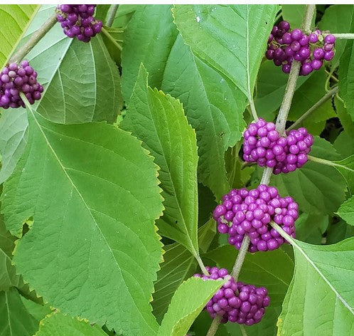 4 Beautyberry Bush Cuttings (Callicarpa americana) β Live Unrooted Stems | Purple Berry Shrub | Native Wildlife & Pollinator Plant