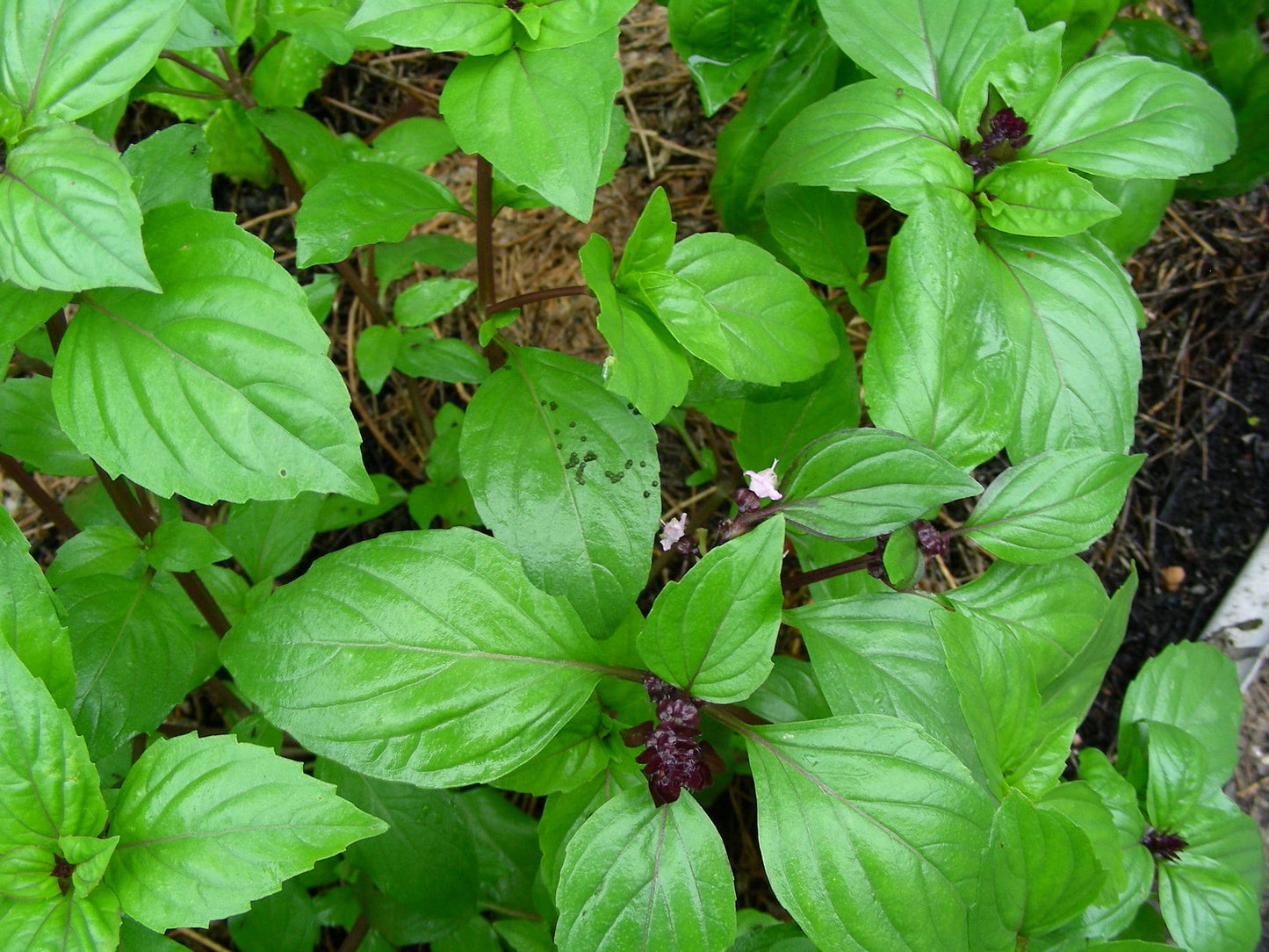 Thai Basil Live Plants (Hung Que) 10ā Bareroot ā 2 Pack | Anise-Scented Herb for Cooking, Pho, Garden, Ocimum basilicum var. thyrsiflora