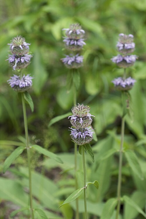 Blephilia ciliata Seeds โ Downy Wood Mint | Ohio Horsemint | Native Pollinator Wildflower | 300 Seeds