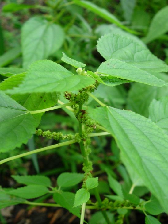 Boehmeria cylindrica Seeds โ Smallspike False Nettle | Native Wetland Plant | Wildlife Habitat | 100 Seeds