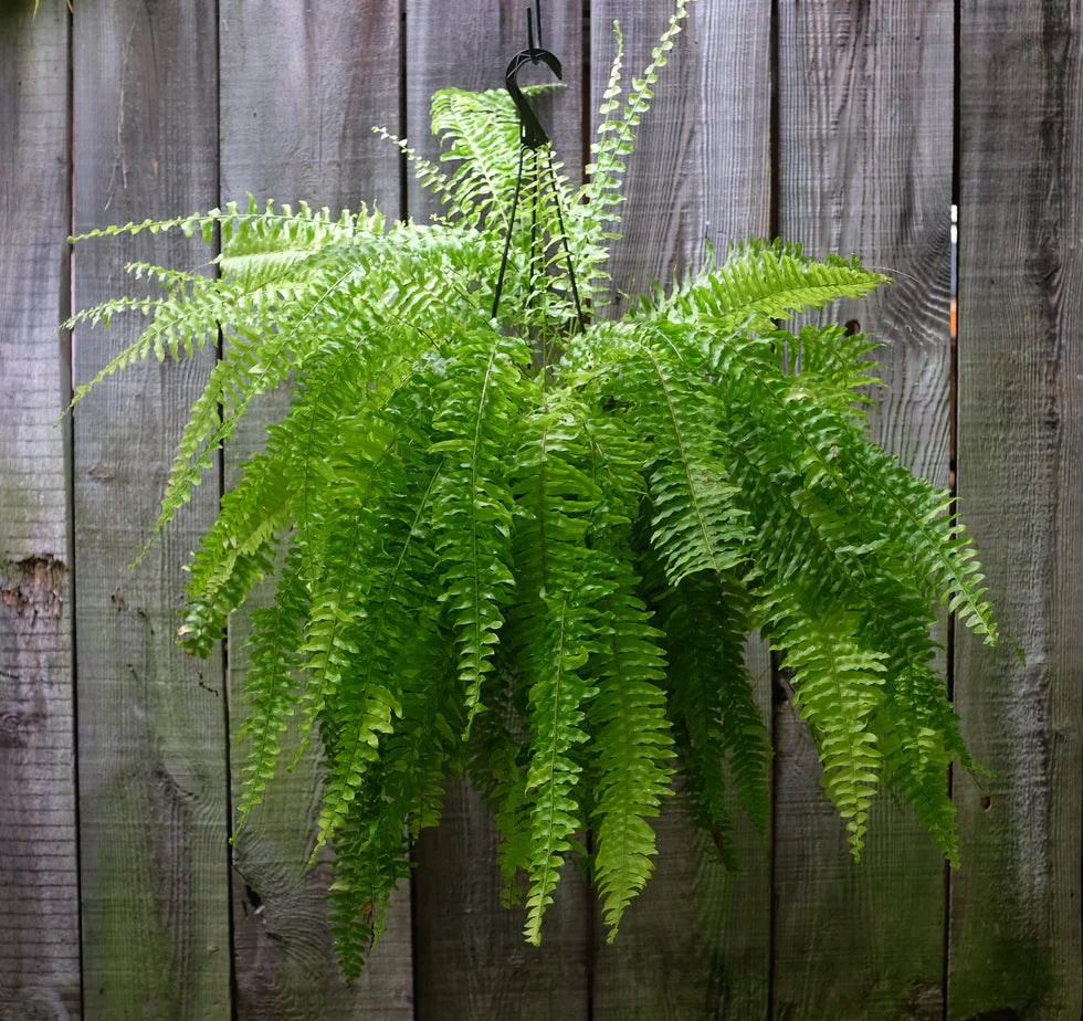 4 Boston Fern Live Plants, 8β Tall | Indoor/Outdoor Air-Purifying Fern, Nephrolepis exaltata by Costa Farms Style