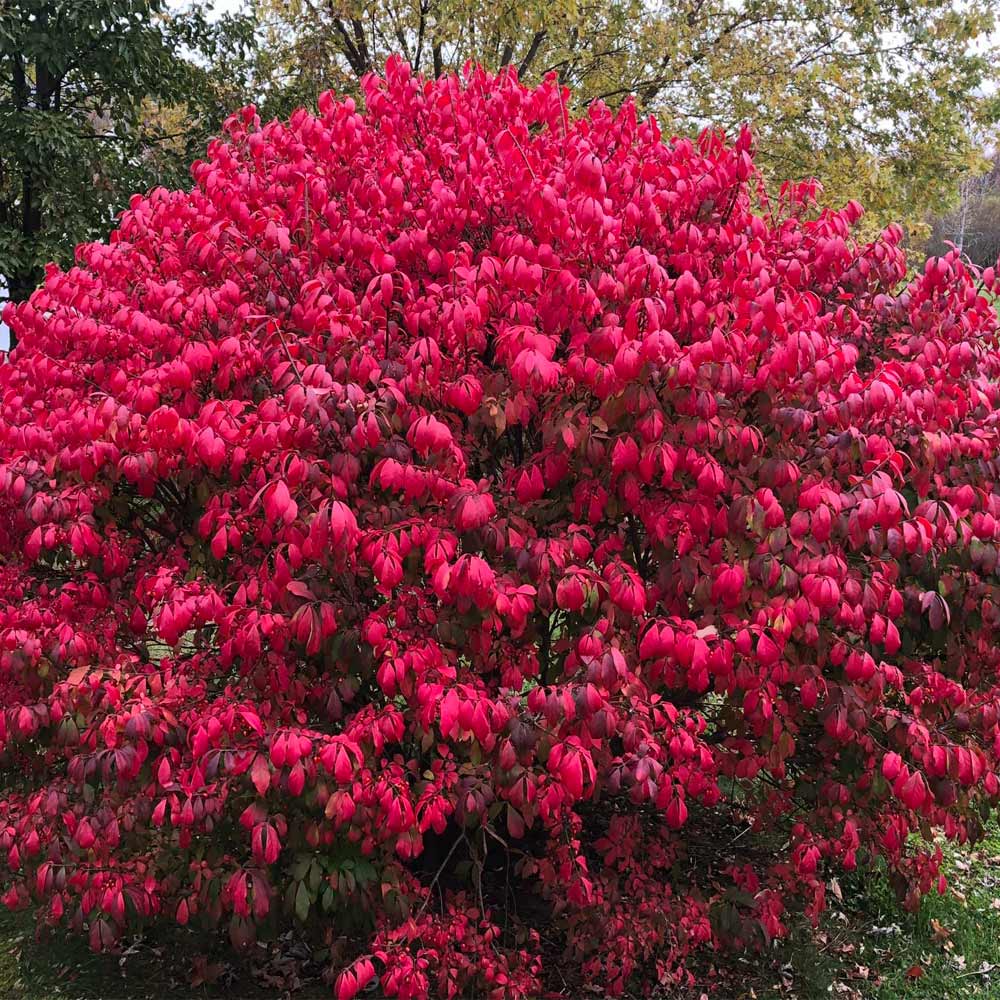 10 Burning Bush Cuttings ā Euonymus alatus Hardwood Unrooted Shrub Propagation, Brilliant Red Fall Color, Cold Hardy Ornamental