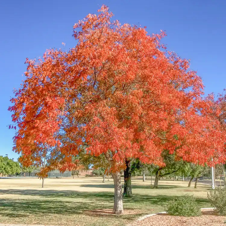 1 Live Chinese Pistache Tree (Pistacia chinensis) 18ā Tall Bareroot | Brilliant Fall Colors | Hardy Ornamental or Bonsai Tree