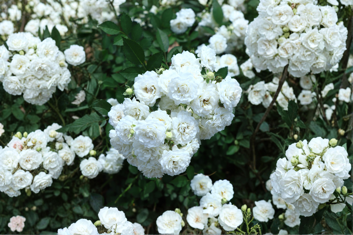 White Drift® Groundcover Rose Live Plant – 1 Quart Pot – Low Maintenance – Rosa 'White Drift'