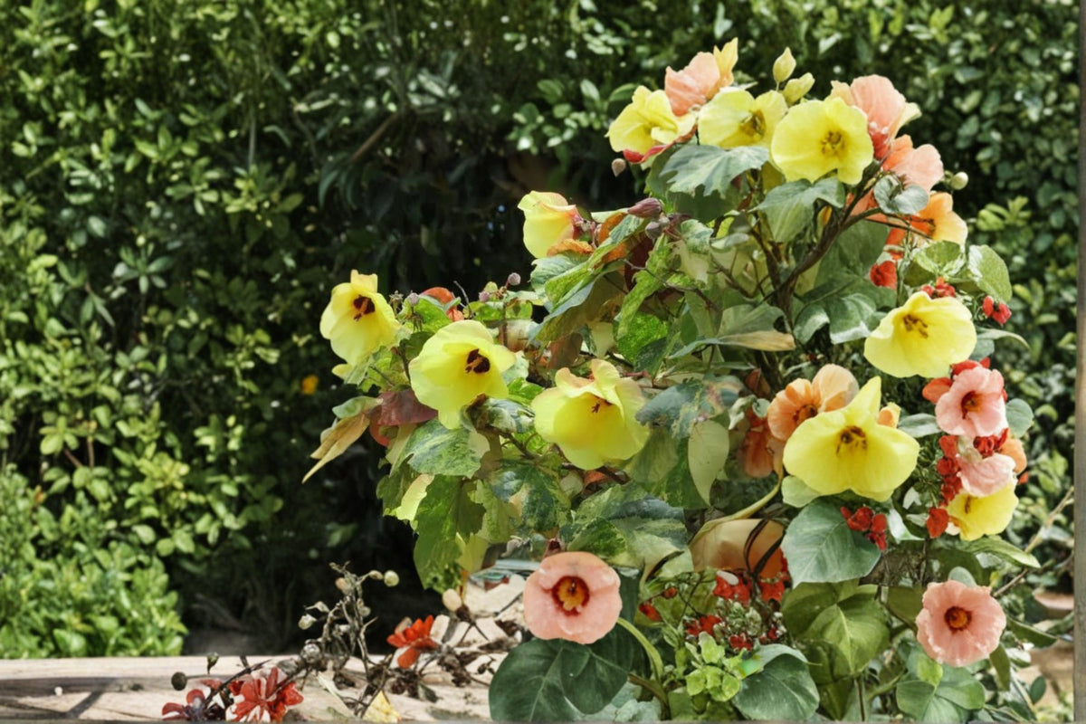 Variegated Mahoe Sea Hibiscus Cuttings | Talipariti tiliaceum | 6 Fresh 5-8 Inch Plant Cuttings | Variegated Tropical Plant | Propagation