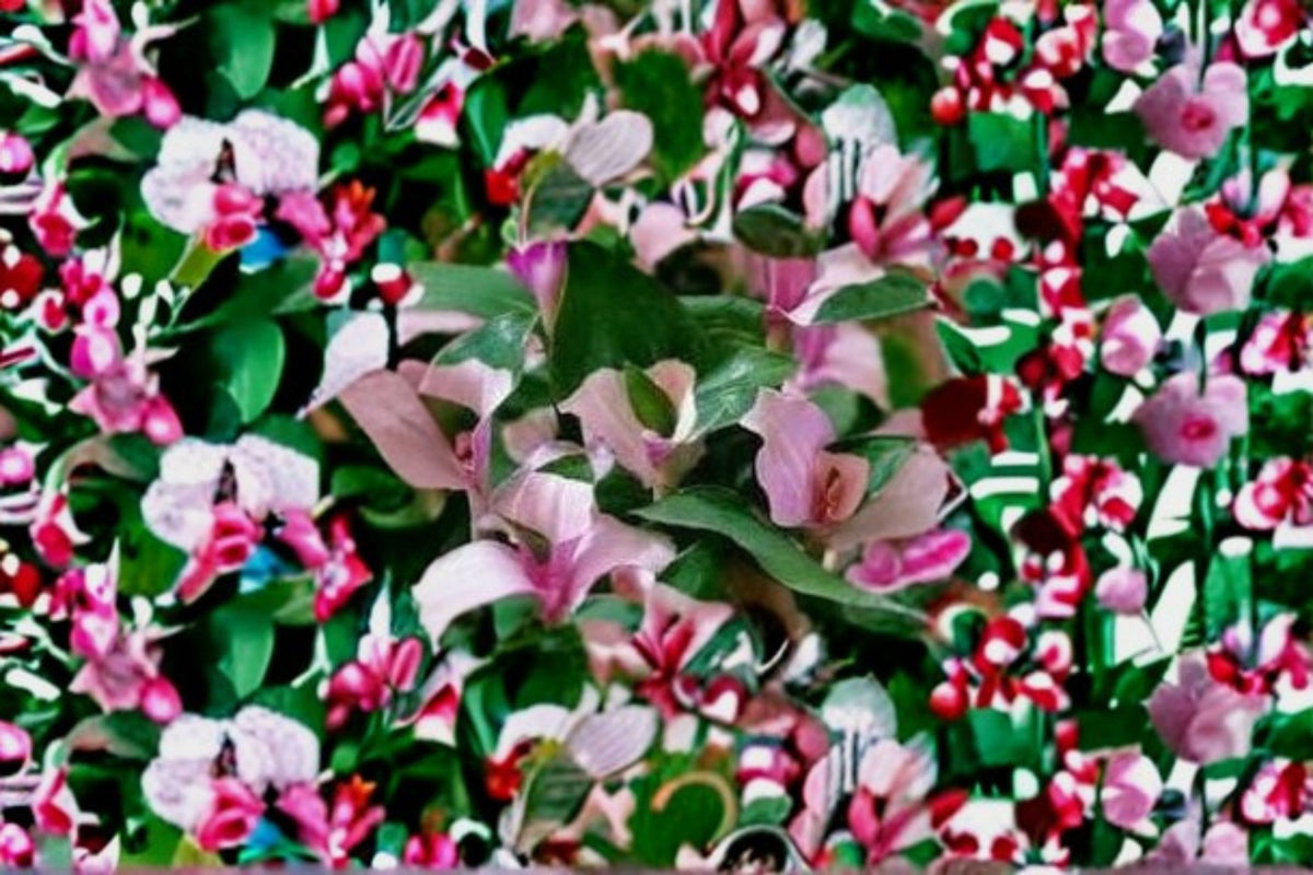 3 Tradescantia Blushing Bride Cuttings | Variegated Wandering Jew | Pink & Green Tradescantia | Live Plant Cuttings | Propagation