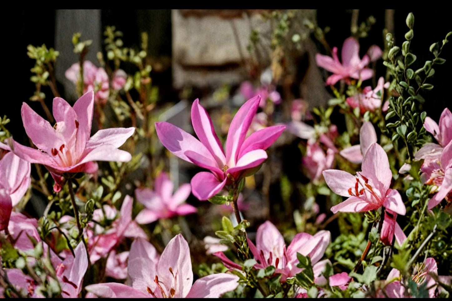 Ann Star Magnolia Live Plant – 3 Inch Pot – Magnolia 'Ann'