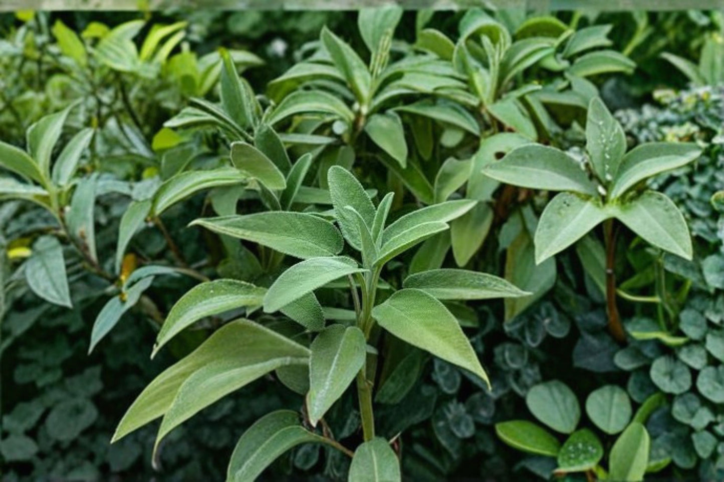 3 Live Green Sage Plants – 4–6" Tall – No Pot – Salvia officinalis Culinary Herb
