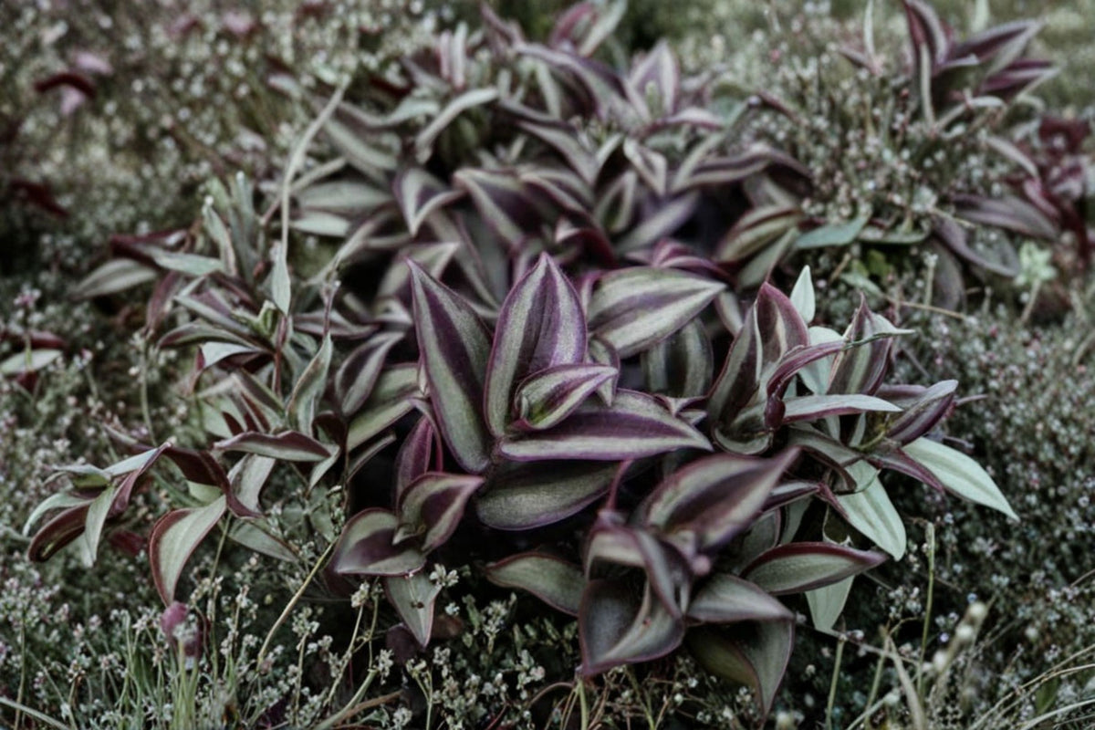 20 Tradescantia Zebrina Cuttings | Wandering Jew Live Plant Cuttings | 8–12 Inch Trailing Houseplant Stems | Purple Silver Foliage | Plant Propagation
