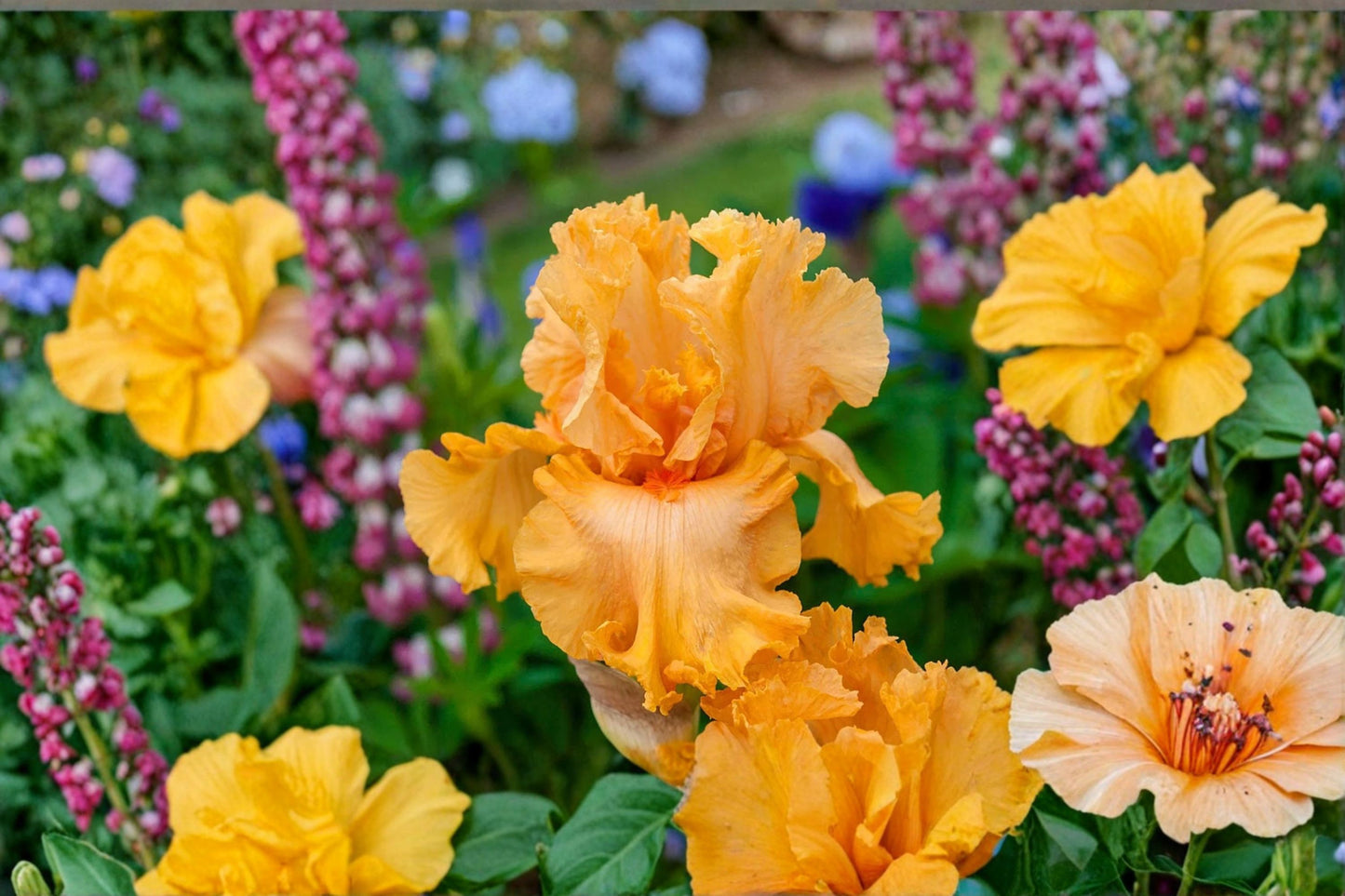 Orange King Iris Live Plant – Orange Bearded Iris Perennial