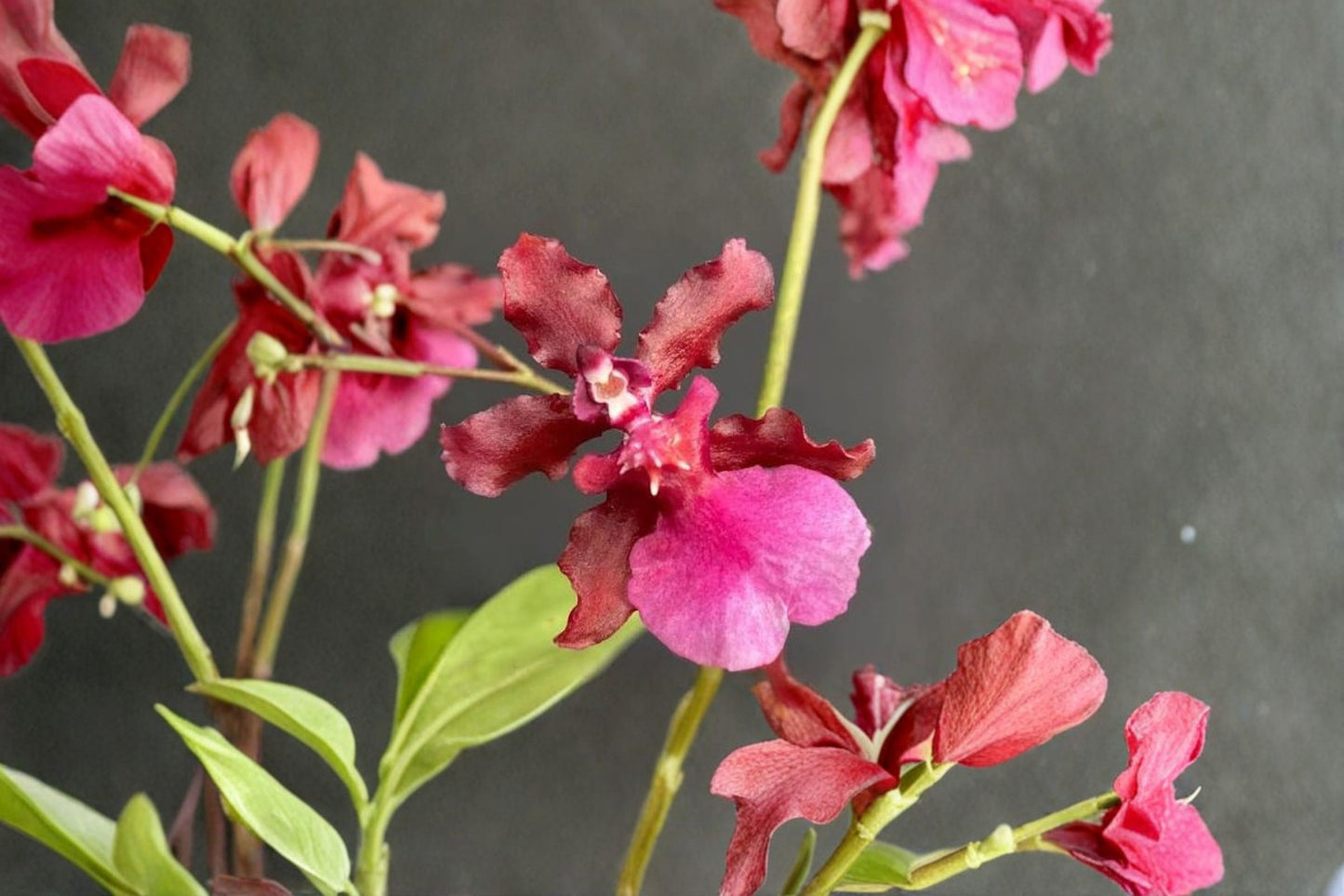 Sharry Baby 'Red Fantasy' Live Orchid Plant – Oncidium Hybrid – Live Orchid