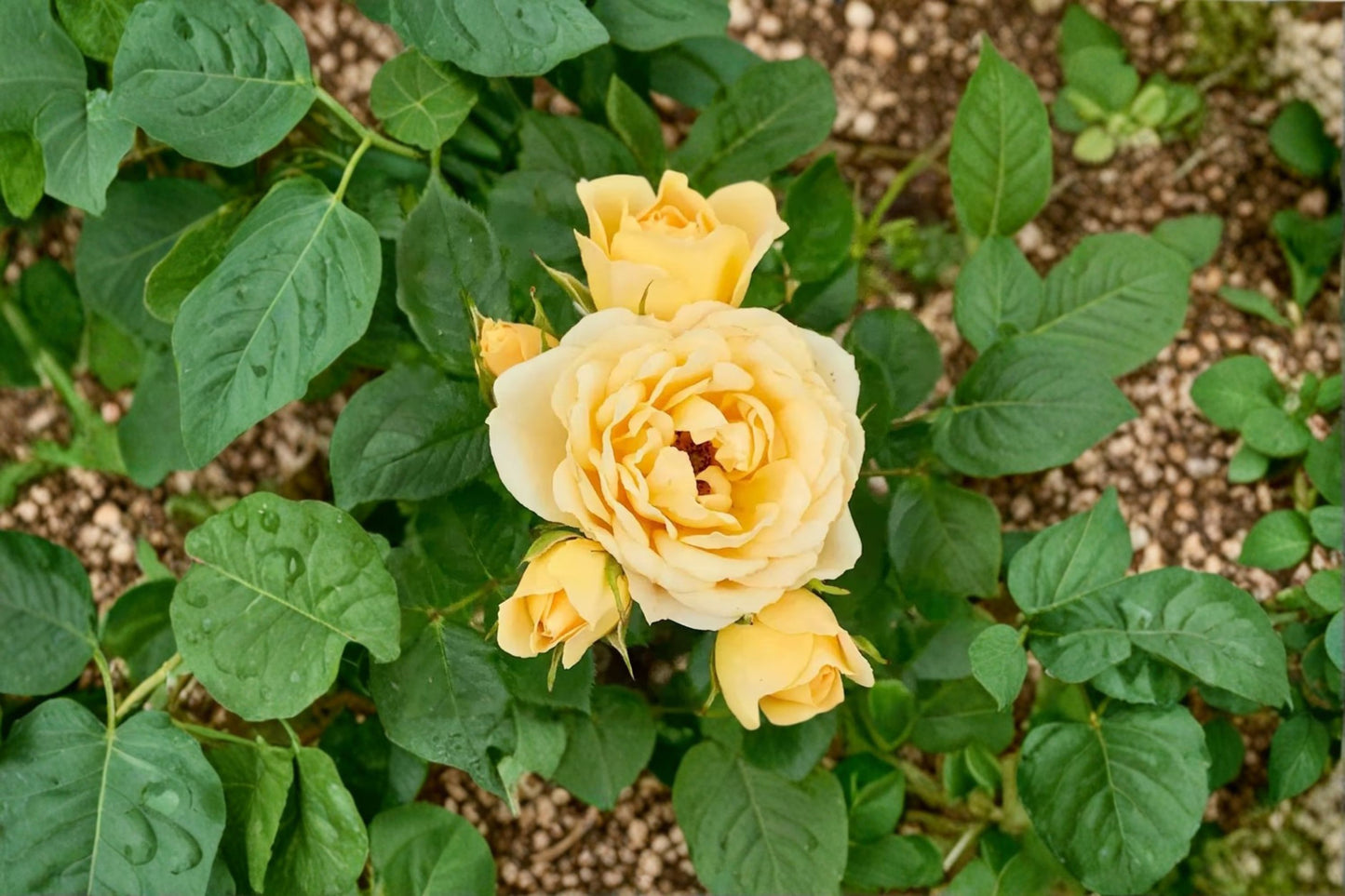 Yellow Mini Rose Live Plant – 6" Tall – 3" Pot – Mini Rose Bush