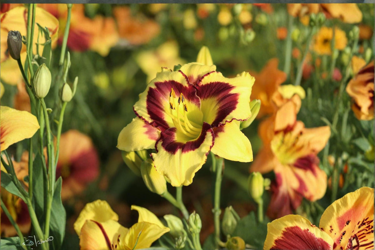 El Desperado Daylily Live Plant – Yellow Perennial Flower