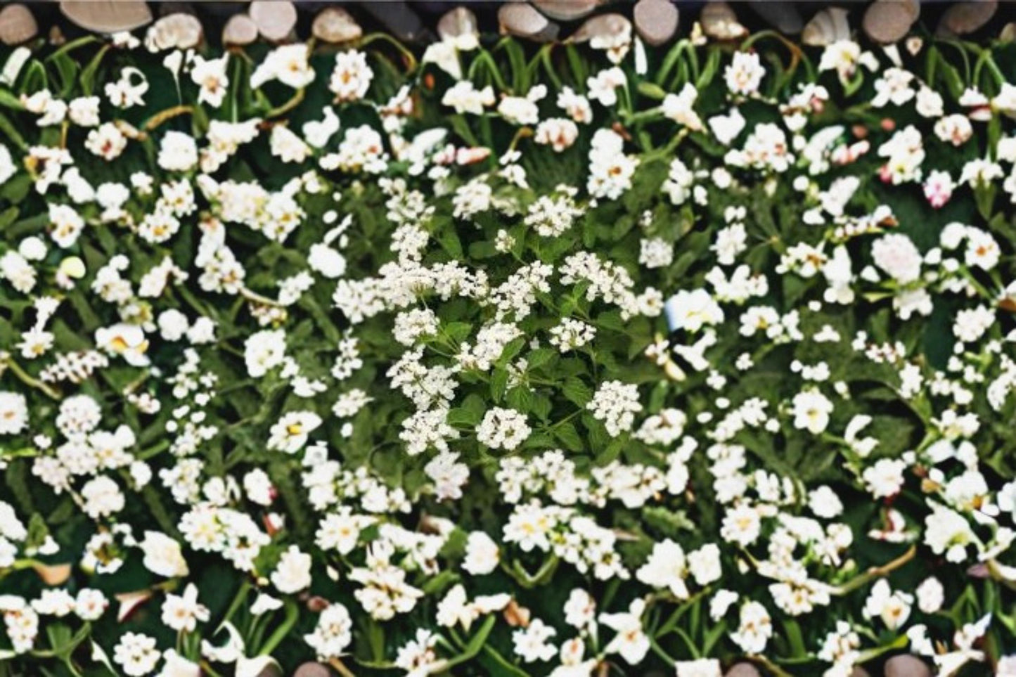 Trailing Lantana 1 Plant – Lantana camara