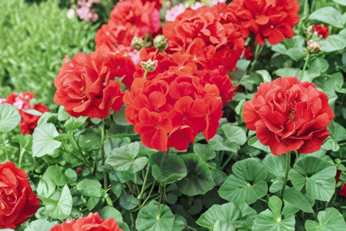6 Red Geranium Cuttings | 6 Inch Fresh Fragrant Geranium Cuttings | Bright Red Flower Geranium | Live Plant Cuttings | Geranium Propagation