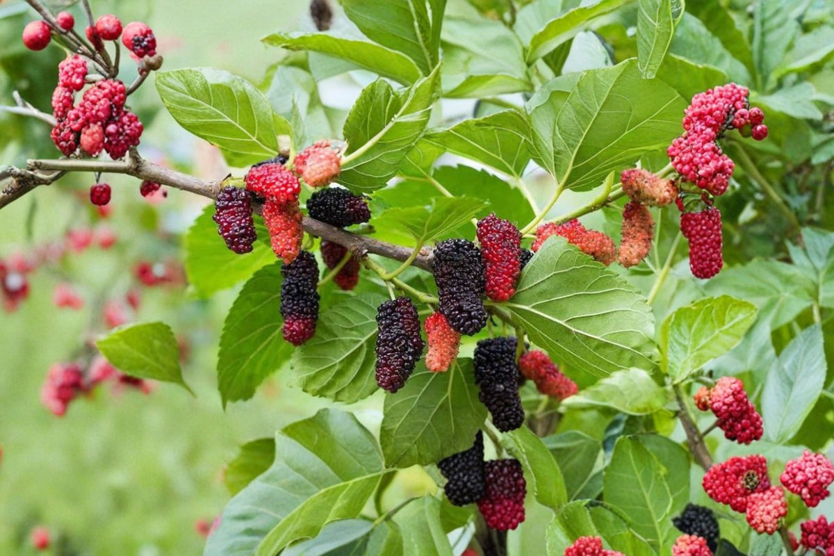 20+ Black Mulberry Cuttings | Fresh Live Mulberry Cuttings | Rooting or Grafting | Mulberry Tree Propagation | Fruit Tree Cuttings
