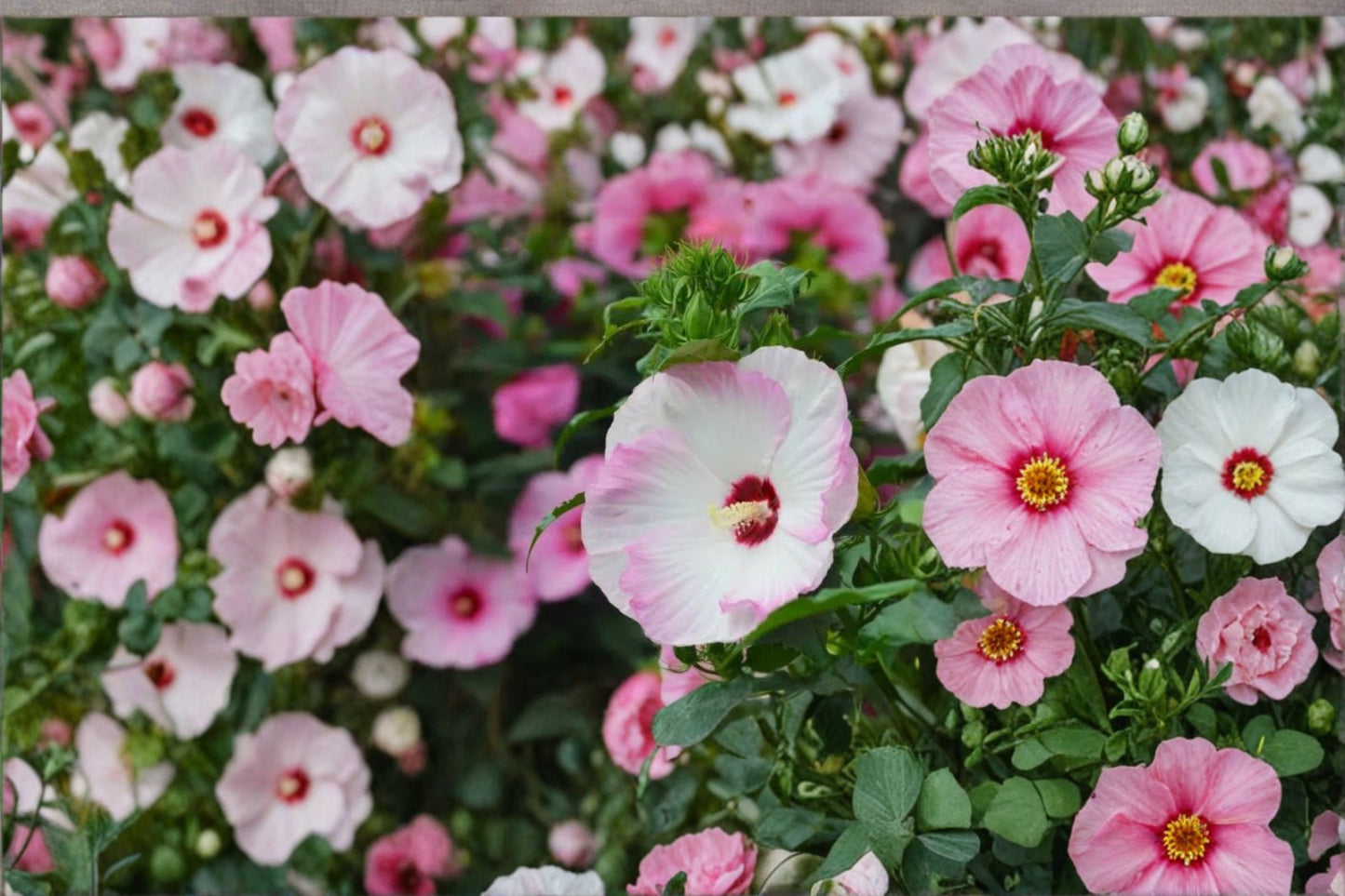Ballet Slippers Hardy Hibiscus Live Plant – 2.5" Pot – Well Rooted – Hibiscus Hybrid