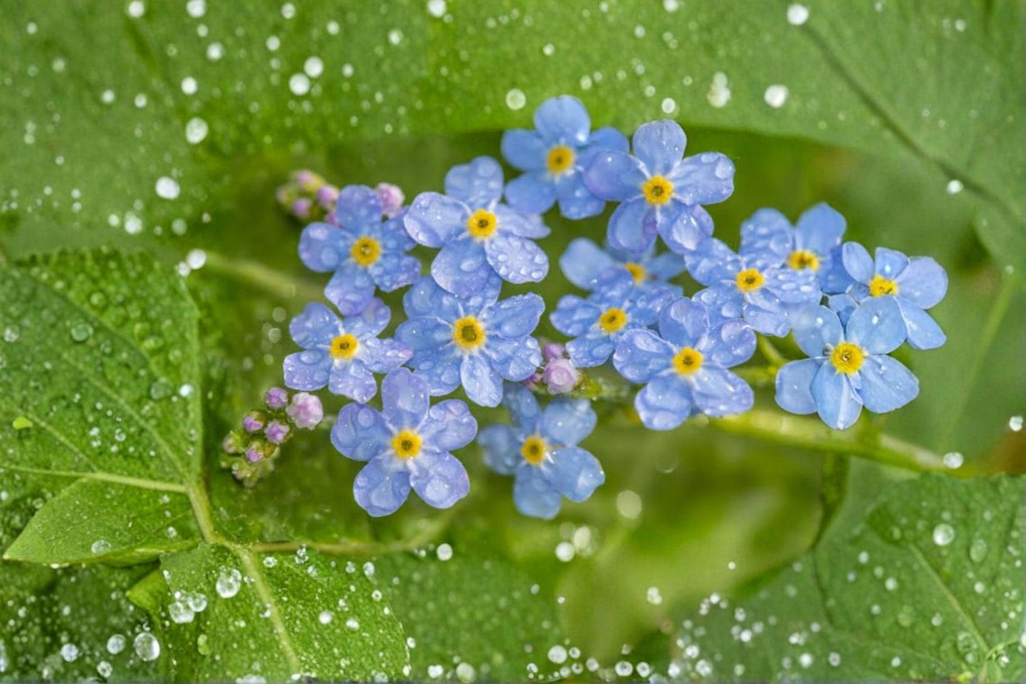 4 Forget-Me-Not Bare Root Plants – Live Perennial – Myosotis sylvatica – Self-Seeding