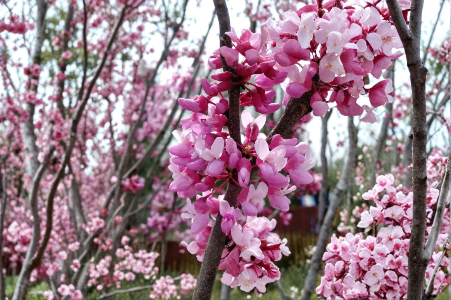 Eastern Redbud Live Plant – 6–12" Tall – 1 Quart Pot – Rosy Pink Flowers – Cercis canadensis