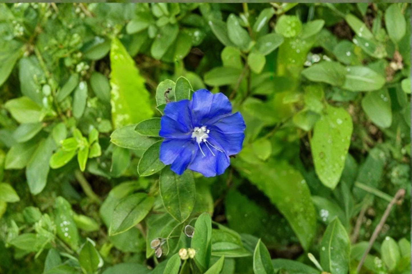 Evolvulus Blue Daze Live Starter Plants – 3–6" Tall – Drought-Tolerant Ground Cover