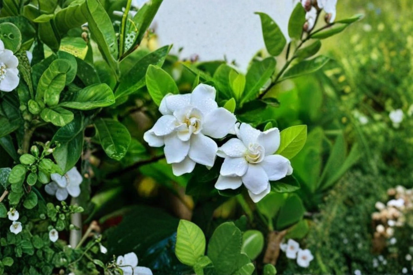 Heirloom White Gardenia Live Starter Plants (Set of 2, 1 Ft.) Bare Root – Cape Jasmine Gardenia jasminoides