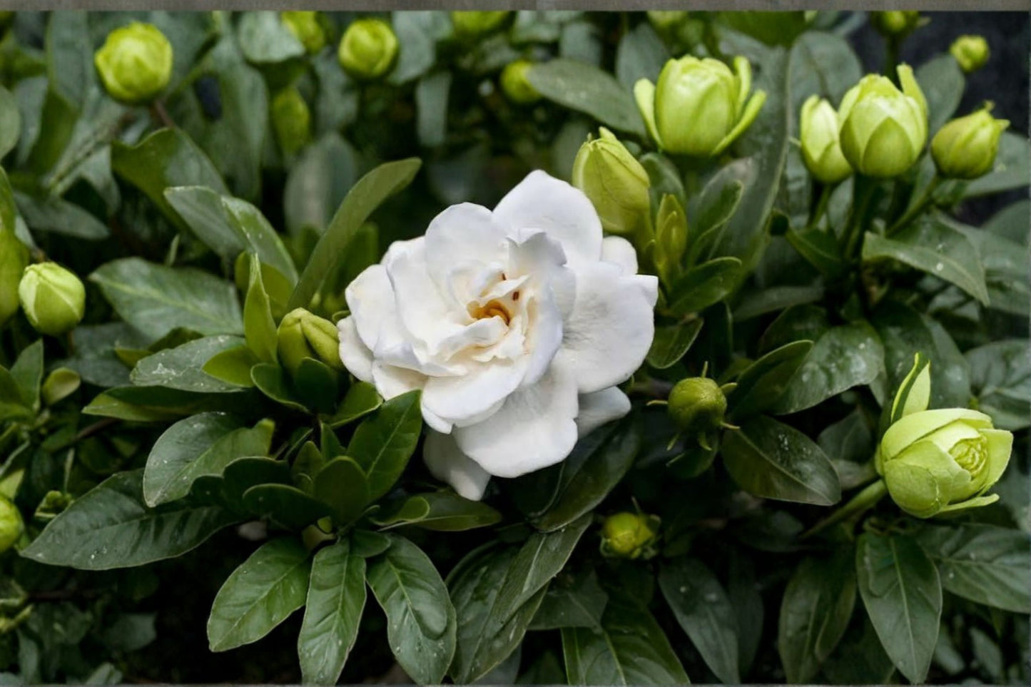 Veitchii Gardenia Jasminoides Live Bare Root Plant – 8–12 Inch – Double White Flowers