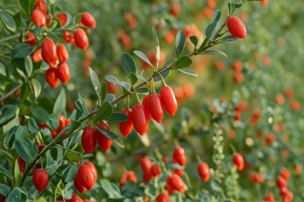 10 Goji Berry Cuttings | Fresh Live Goji Plant Cuttings | Mature Plant Cuttings | Berry Shrub Propagation | Rooting Cuttings | Fruit Plant