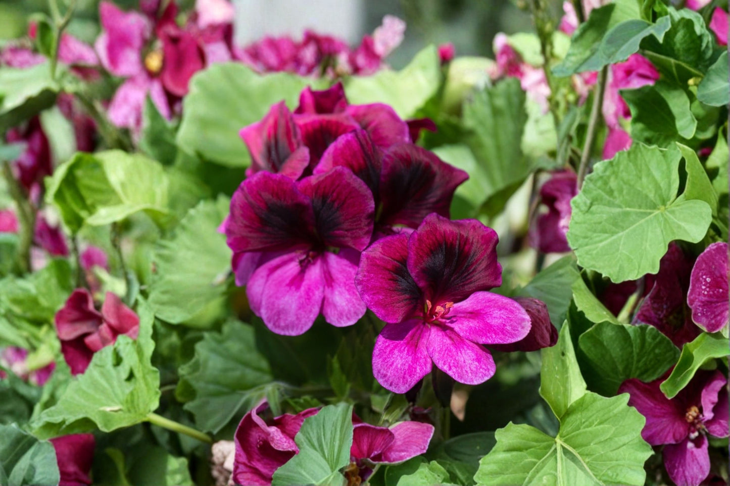 Royal Regal Geranium Live Plant – 6" Tall – Burgundy Purple Pelargonium – Pelargonium × domesticum
