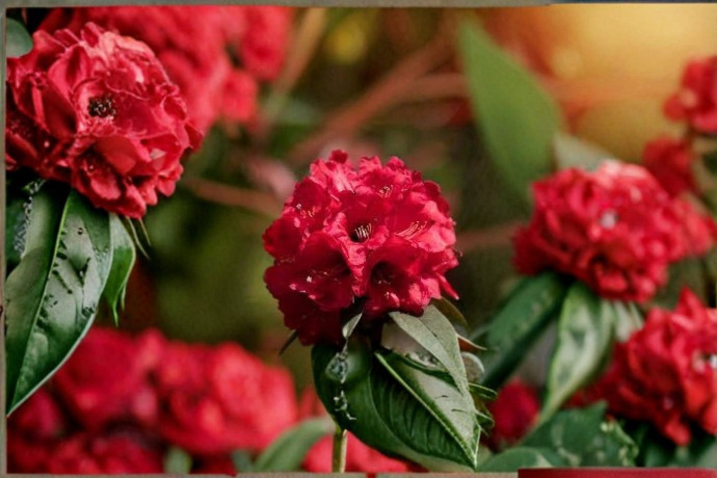 Holden Red Rhododendron Live Starter Plant – L7 Pot – Rhododendron ‘Holden’