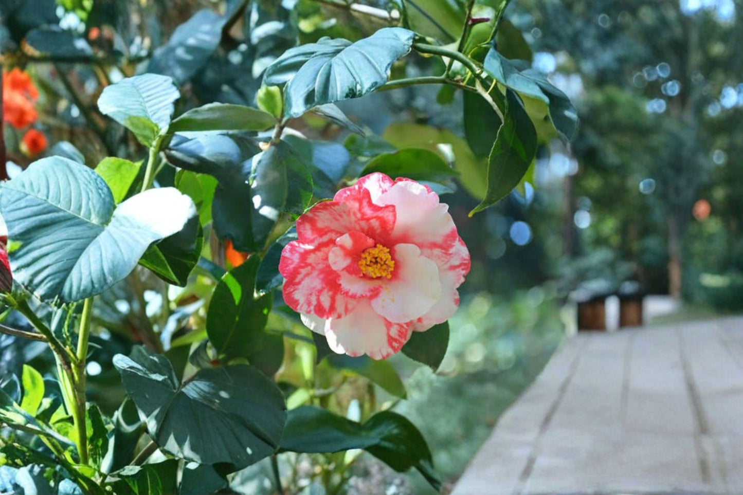 Iwane-Shibori Camellia Japonica Live Starter Plant – Bicolor Blooms – Camellia japonica 'Iwane-Shibori'