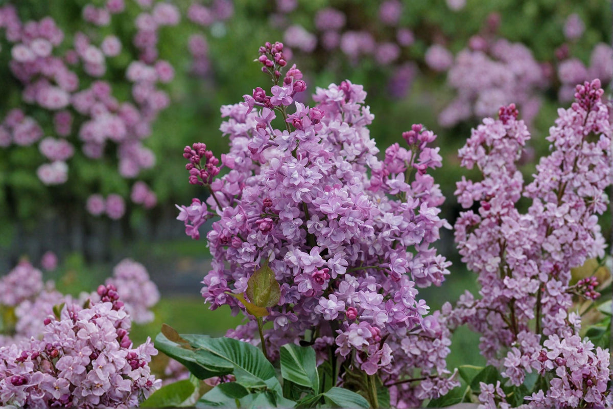 Common Lilac Live Plant | 4 Inch Pot | Double Blue Lilac Bush | Fragrant Flowering Shrub | Cold Hardy Lilac | Zones 3-7