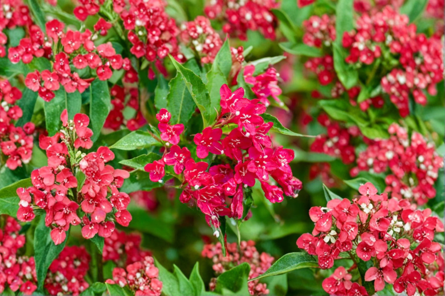 Ruby Red Weigela Live Plant – 4" Pot – 6–12" Tall – Weigela florida