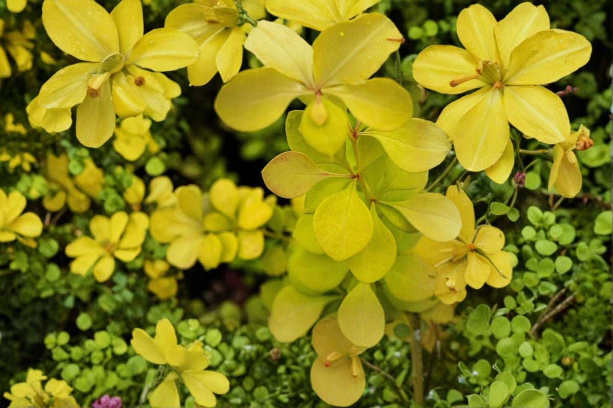 Aurea Golden Japanese Barberry Live Plant | Berberis thunbergii 'Aurea' | 1 Quart Pot | Golden Yellow Foliage | Compact Shrub | Zones 4-8