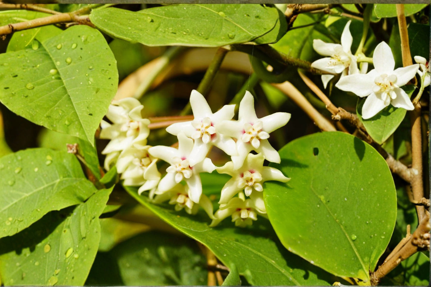 Hoya australis Live Wax Plant – 5"+ Tall – Bare Root Fragrant Vanilla Hoya Vine