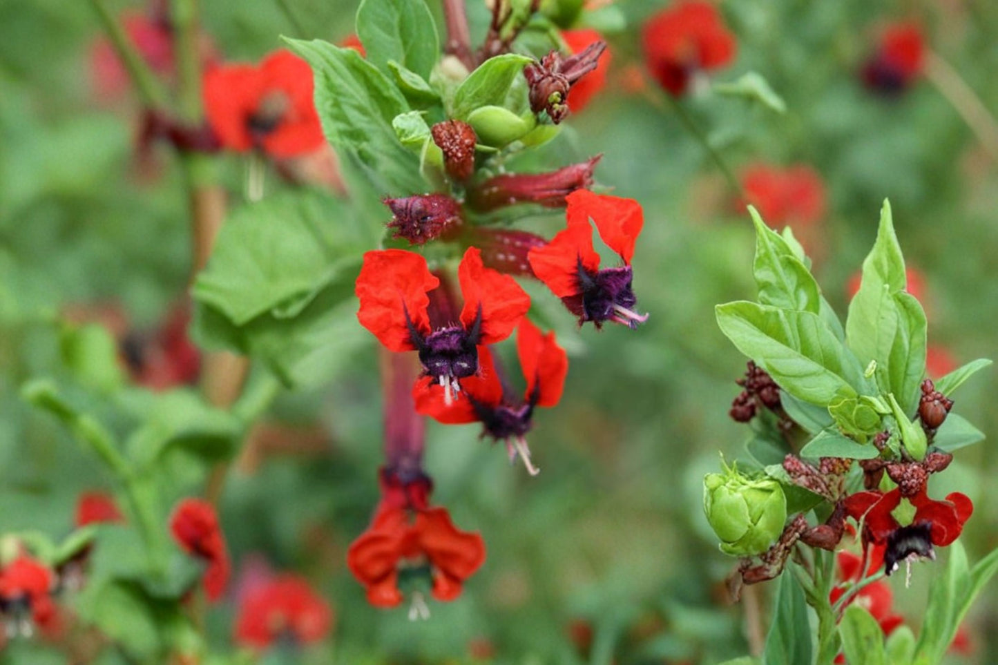 2 Bat Face Cuphea Live Plants – 4–6" Tall – Cuphea llavea – Purple Red Flowers