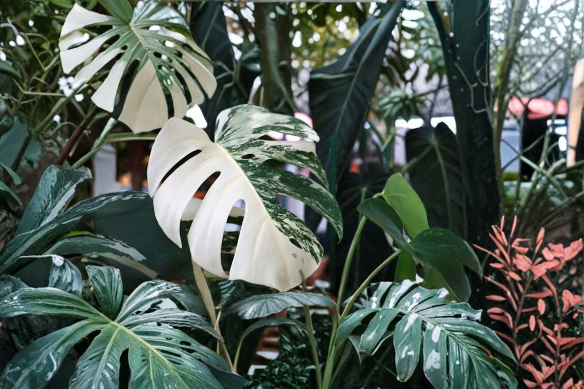 Variegated Monstera deliciosa Cutting | Green & White Variegated Monstera | Live Plant Cutting | Indoor Tropical Houseplant | Propagation