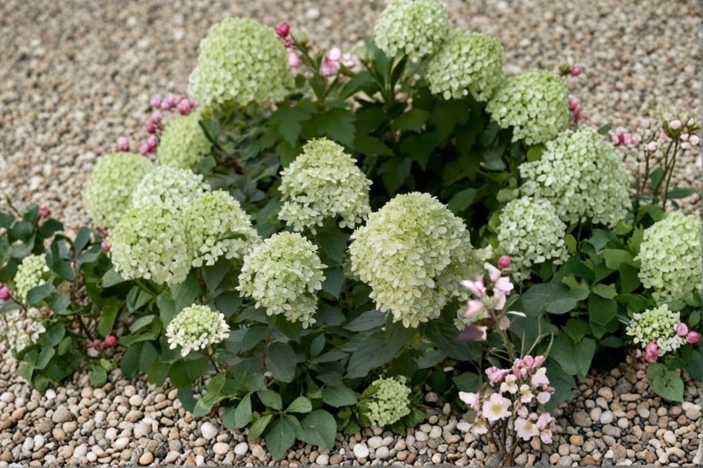 Lime Hydrangea Live Plant – 6–12" Tall – Quart Pot – Hydrangea paniculata