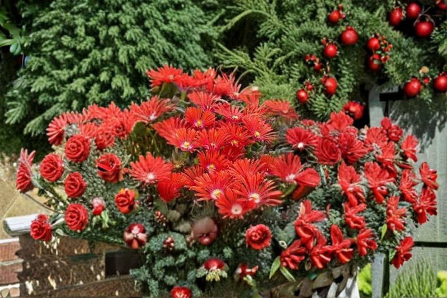 Red Ice Plant Live Plant – 4" Pot – Drought-Tolerant Groundcover Succulent – Delosperma spp.