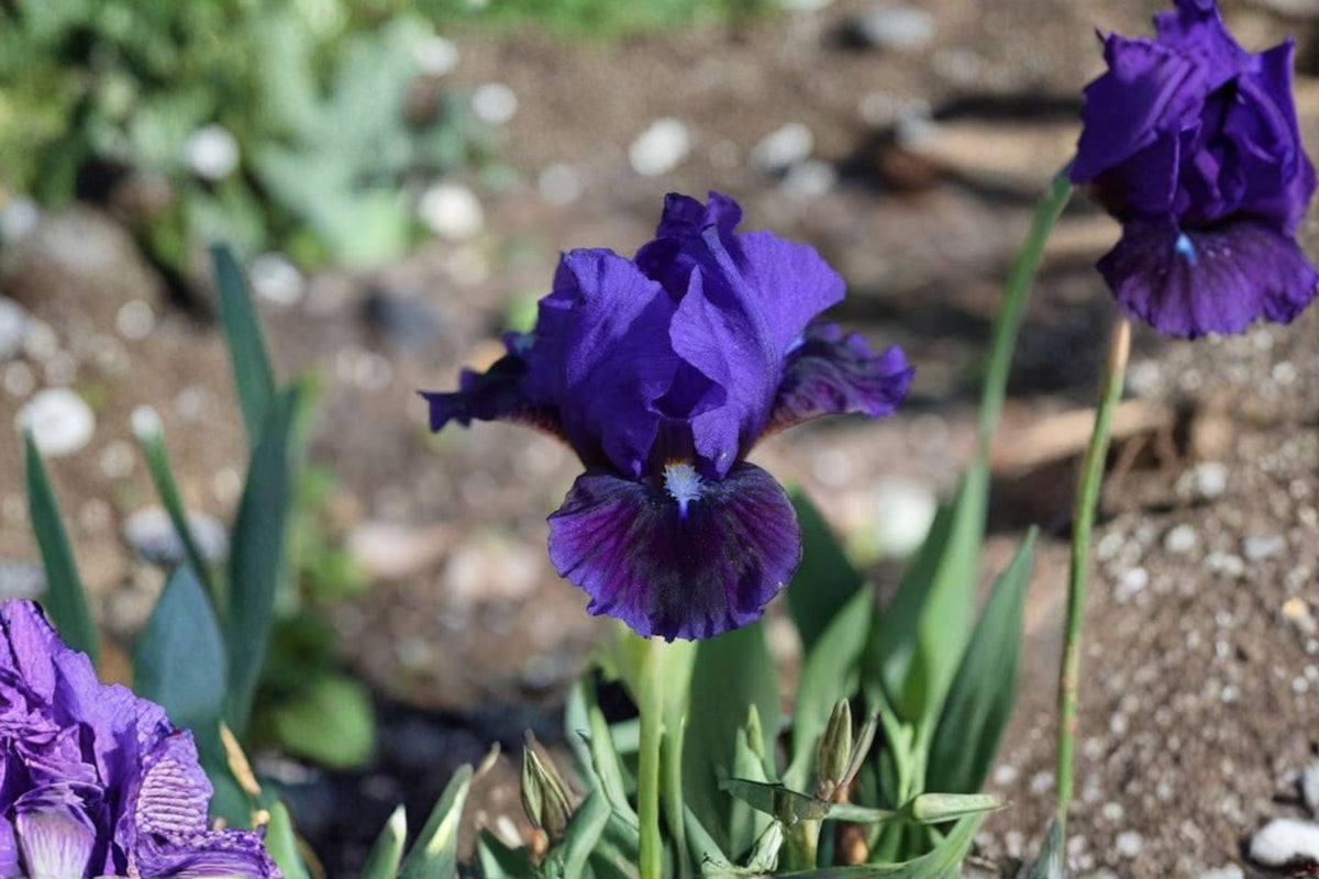 Miniature Dwarf Bearded German Iris Live Plant | Purple Bearded Iris | 1 Planting Piece | Perennial Garden Flower | Dwarf Iris
