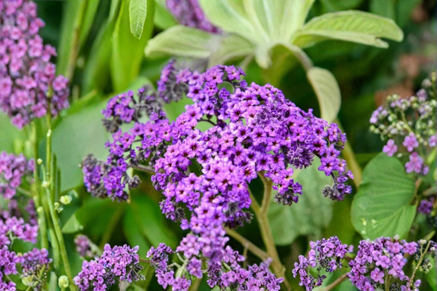 2 Fragrant Delight Heliotrope Live Plants – 4–6" Tall – Purple Blooms – No Pot